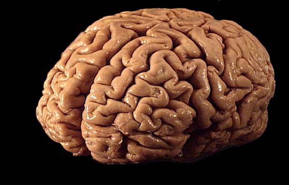 Actualización en Neurociencias de las Emociones